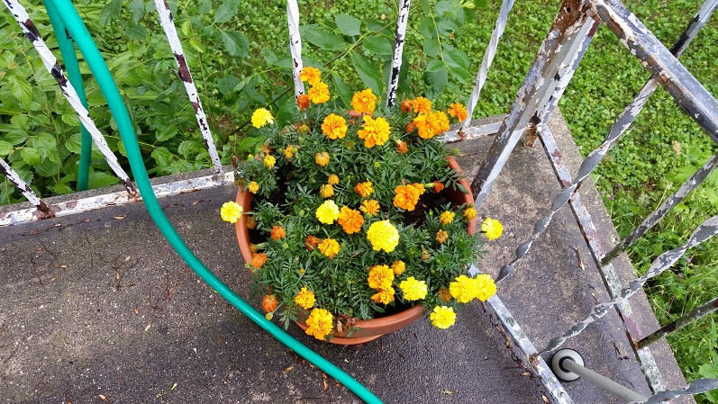 Marigolds - Mulching Day